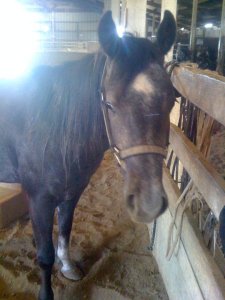 248288_2071612476486_214666_n